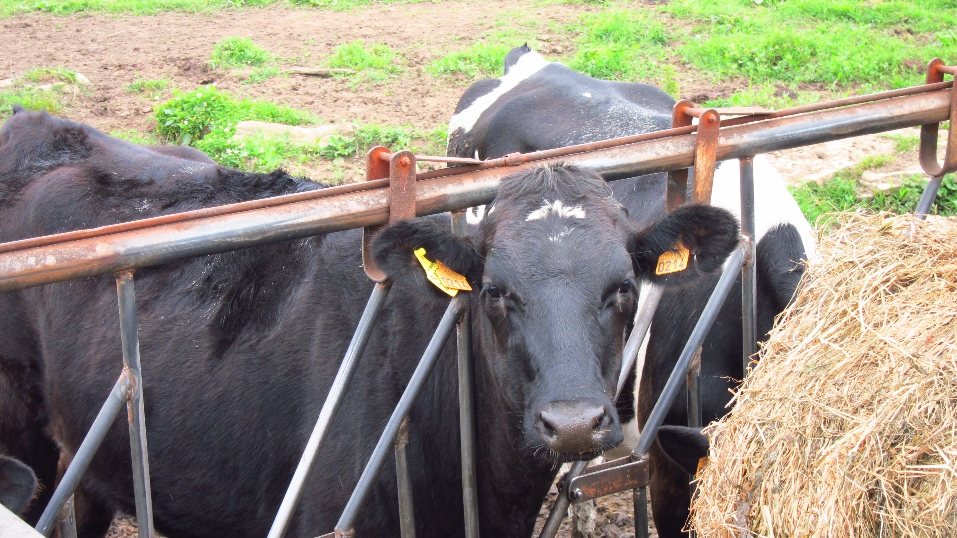 La entrega de leche en Cantabria se eleva a 252,1 millones de kilos en el séptimo mes de la nueva campaña
