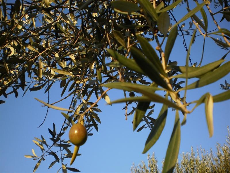La olivarera Oleoalgaidas prevé facturar unos 24 millones de euros en la campaña de este año