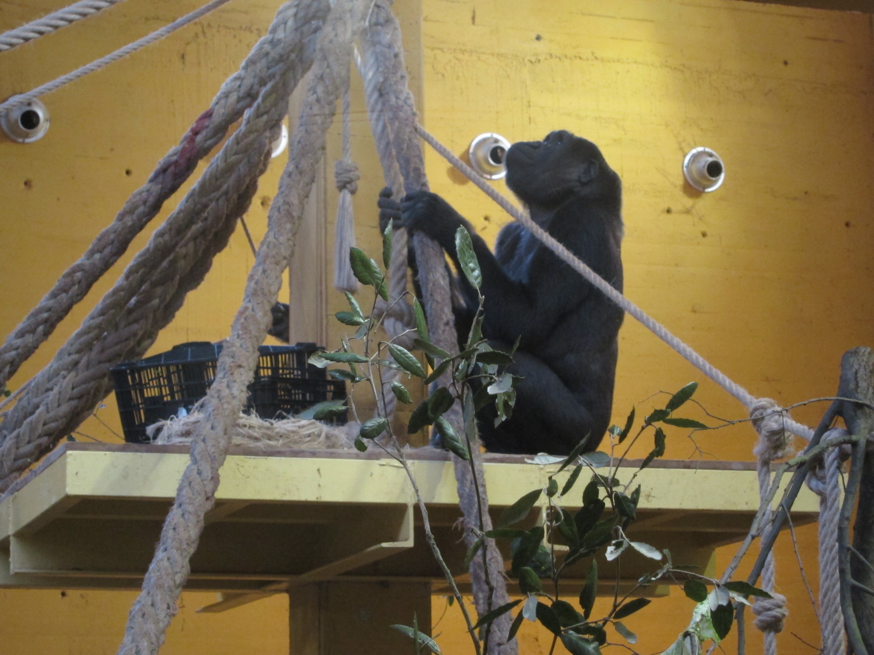 Moja, la nueva gorila de Cabárceno, convierte al parque en un lugar estable de reproducción