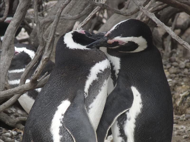 Una pareja de pingüinos «gays» recibe un polluelo en adopción en China
