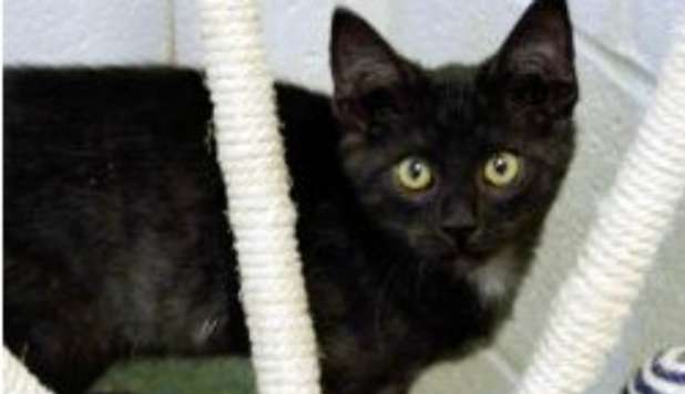 Tommasino, un gato negro italiano, hereda 10 millones de euros al morir su dueña