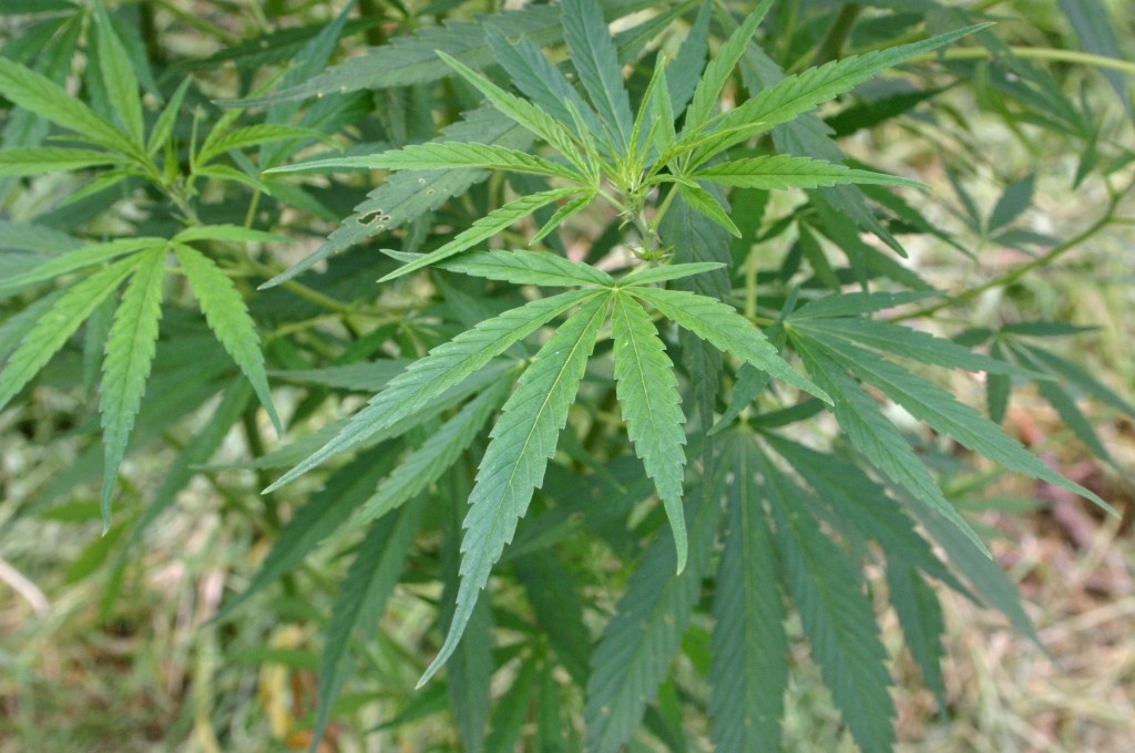 El Gobierno vasco plantea una nueva regulación del consumo del »cannabis»