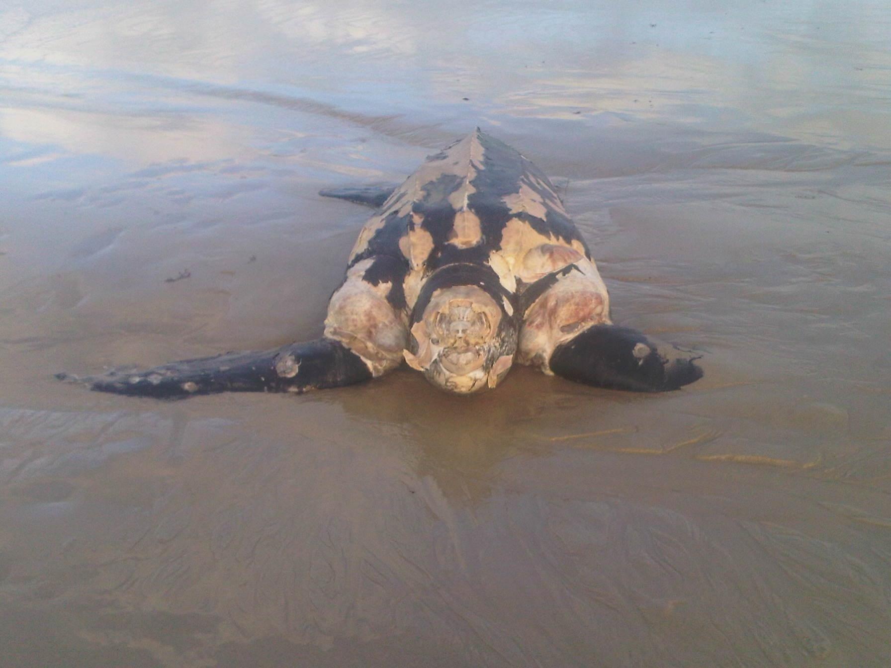 Aparece muerta una tortuga laúd en la playa de Samil, en Vigo
