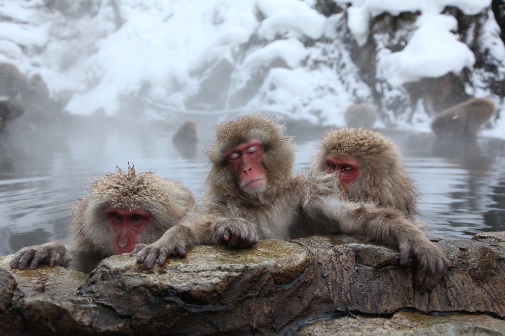 Japón empleará monos salvajes para medir la radiación en el entorno de Fukushima