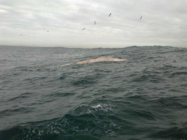 La ballena localizada el lunes en las proximidades de Cíes aparece ahora en una playa de Porto do Son