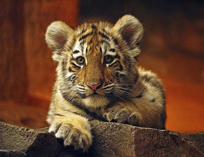 Muere un tigre de Sumatra del Zoo de Barcelona ahogado tras un ataque de epilepsia