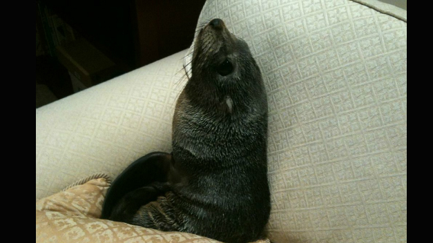Una familia de Nueva Zelanda encuentra un bebé foca durmiendo en el sofá de su casa