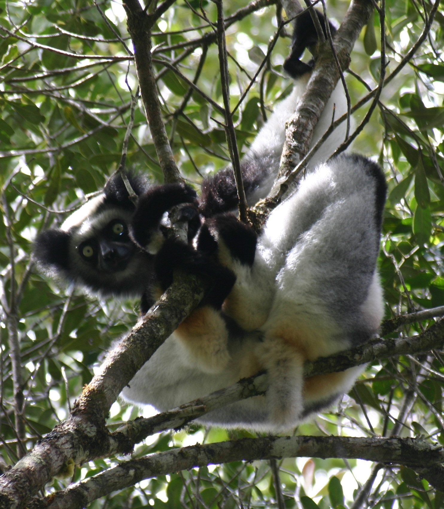 Los cambios sociales amenazan la biodiversidad de Madagascar