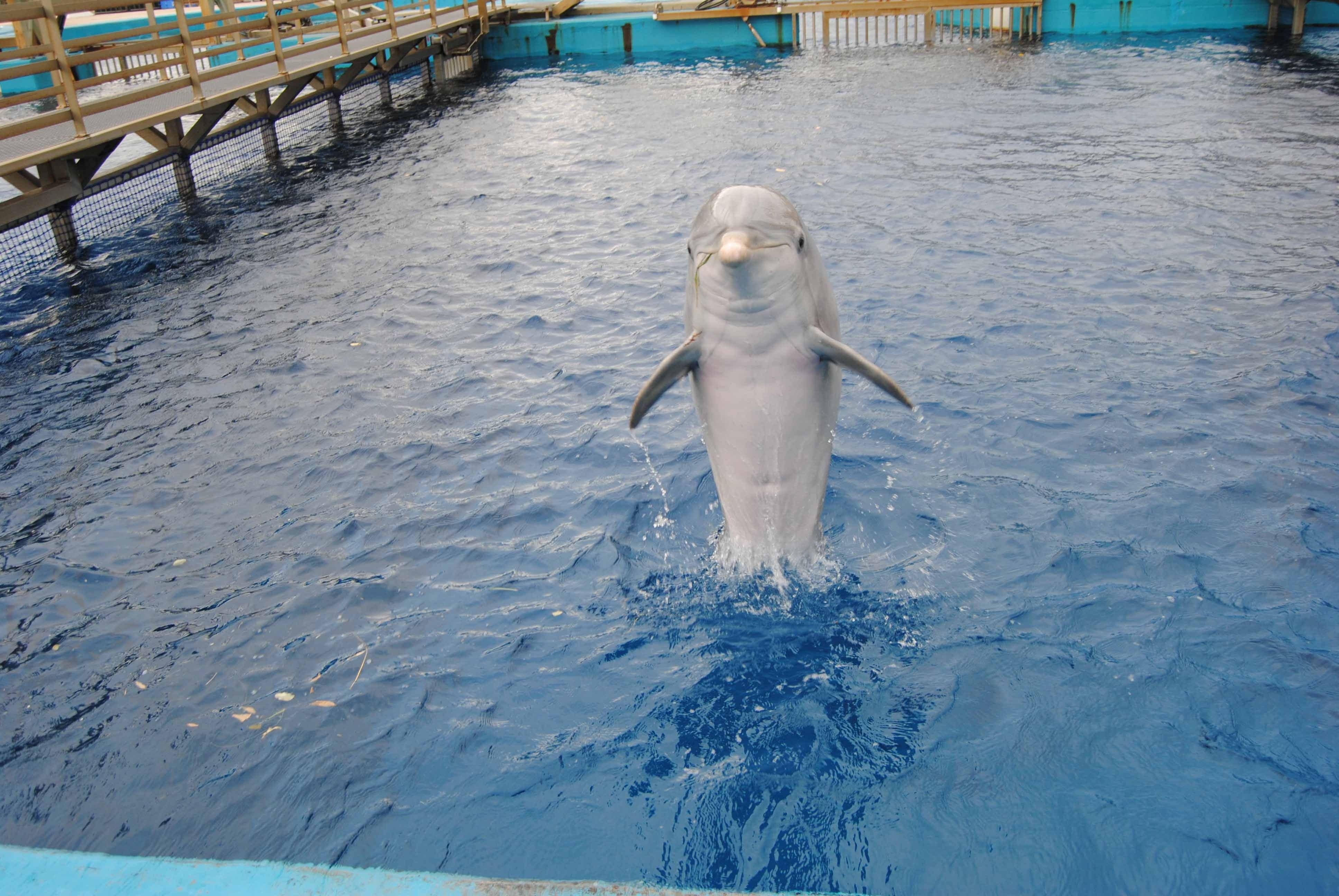 Desarrollan un sistema para controlar los sonidos de los delfines