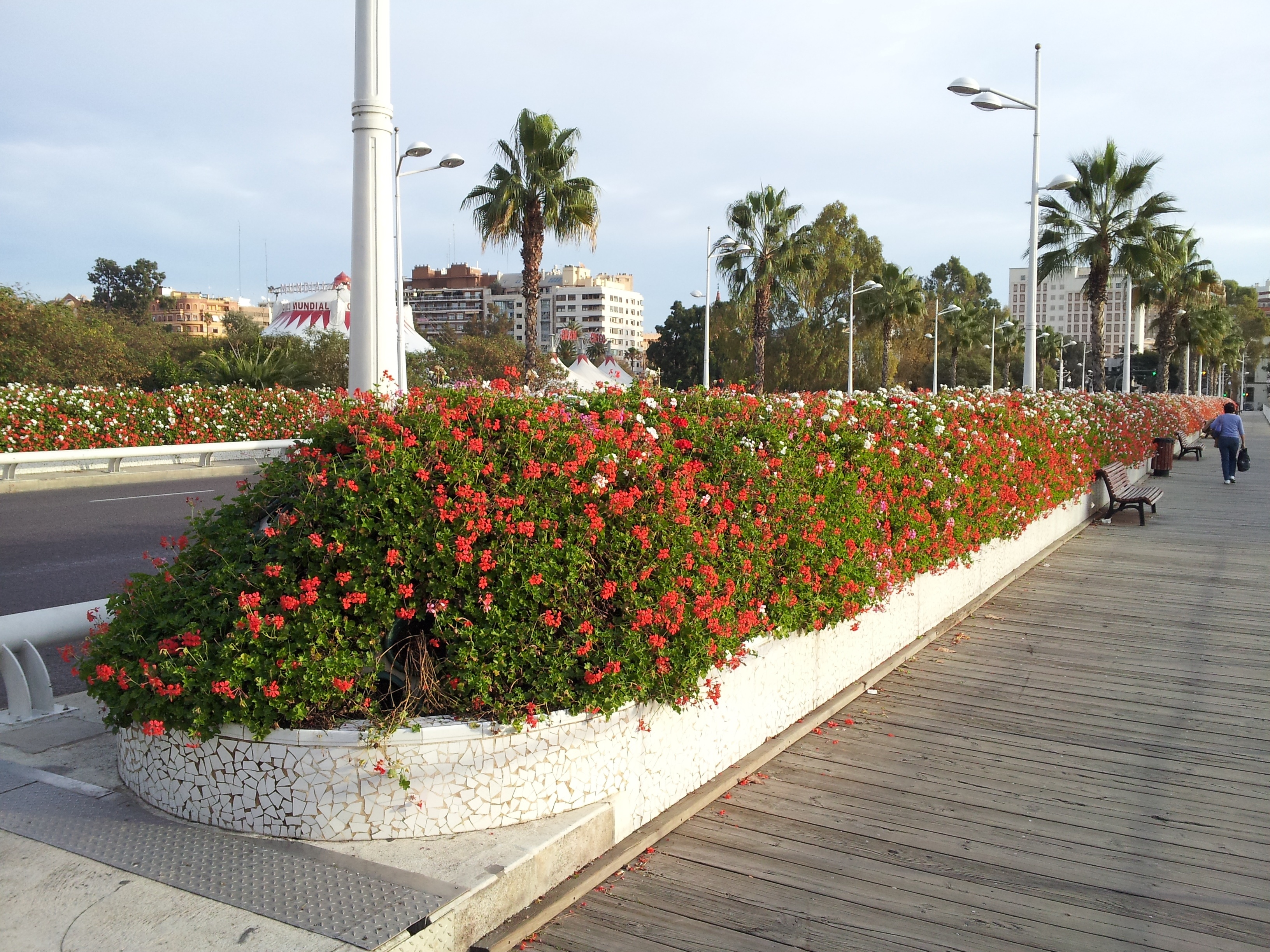 Compromís denuncia que el Ayuntamiento de Valencia se gastará 160.000 euros en comprar flores de pascua