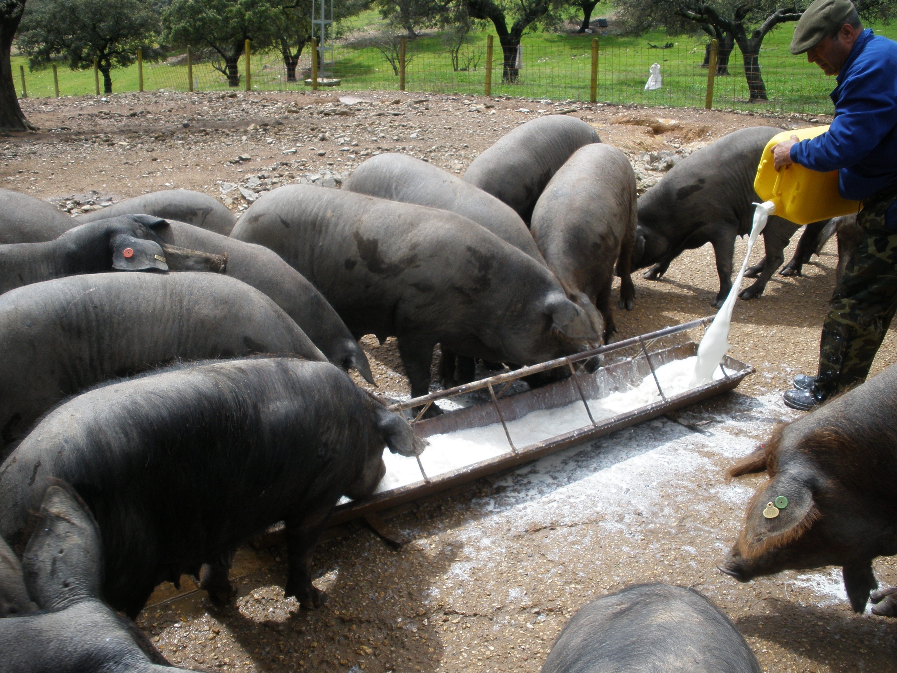 Asaja-Huelva apuesta por un consejo regulador nacional del cerdo ibérico que aglutine a las denominaciones existentes