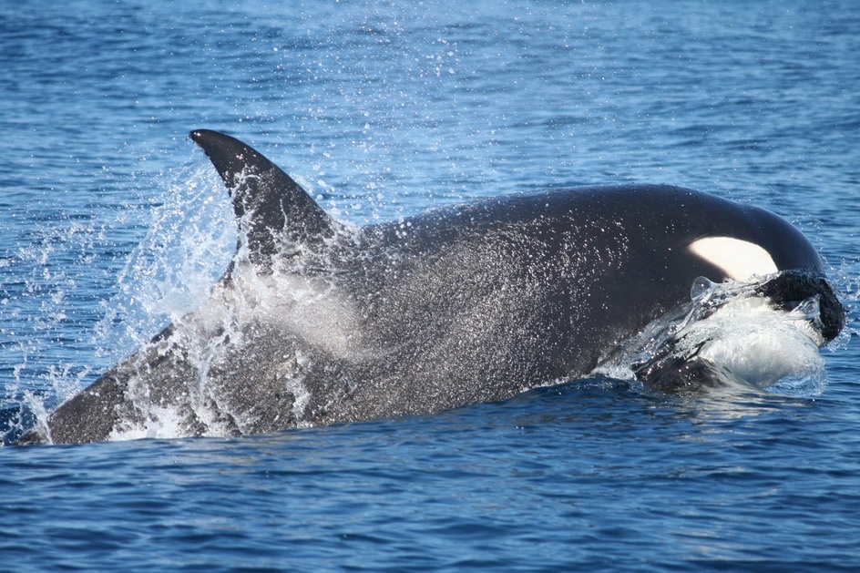 Cientos de internautas se movilizan para que liberen a la Orca Morgan