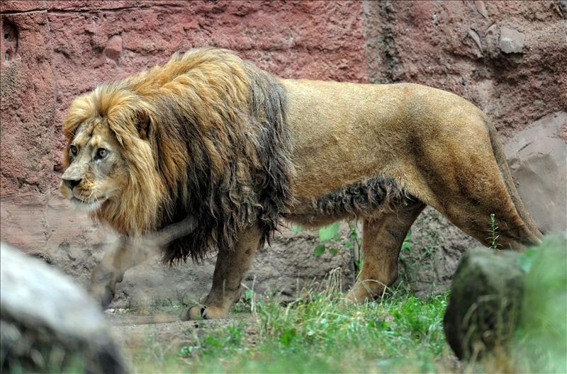 Rescatan a un hombre tras tirarse al foso de los leones del zoo de Madrid