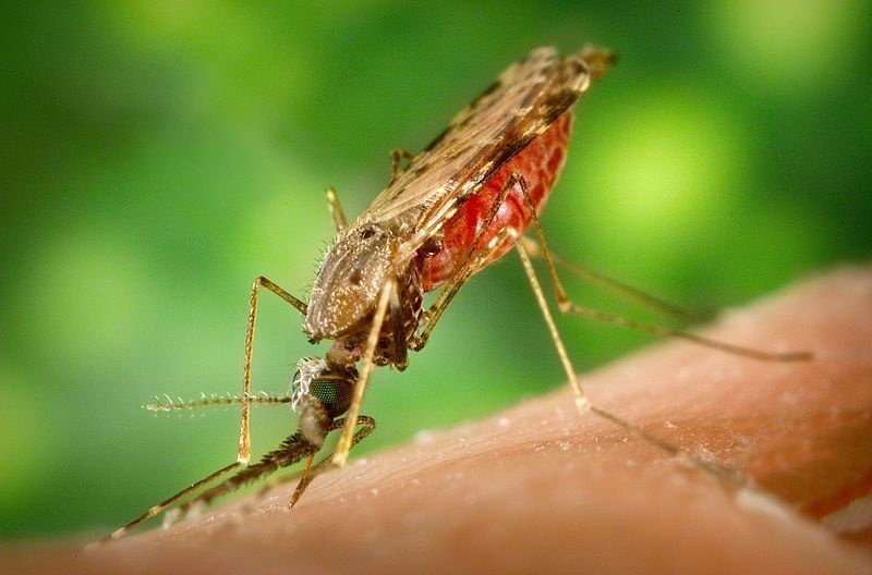 El mecanismo de defensa inmunológica vuelve a los pacientes con malaria vulnerables a la infección por salmonella