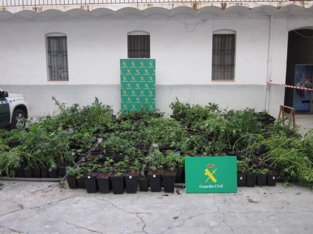 La Guardia Civil desmantela una plantación de marihuana en un bajo comercial de Vall d»Alba