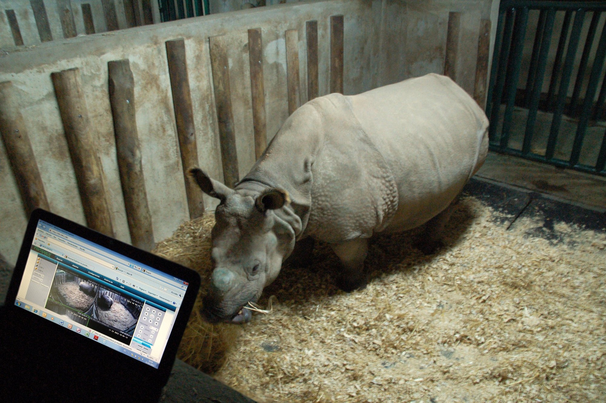 Terra Natura Benidorm incorpora cámaras con infrarrojos para controlar el parto de una rinoceronte