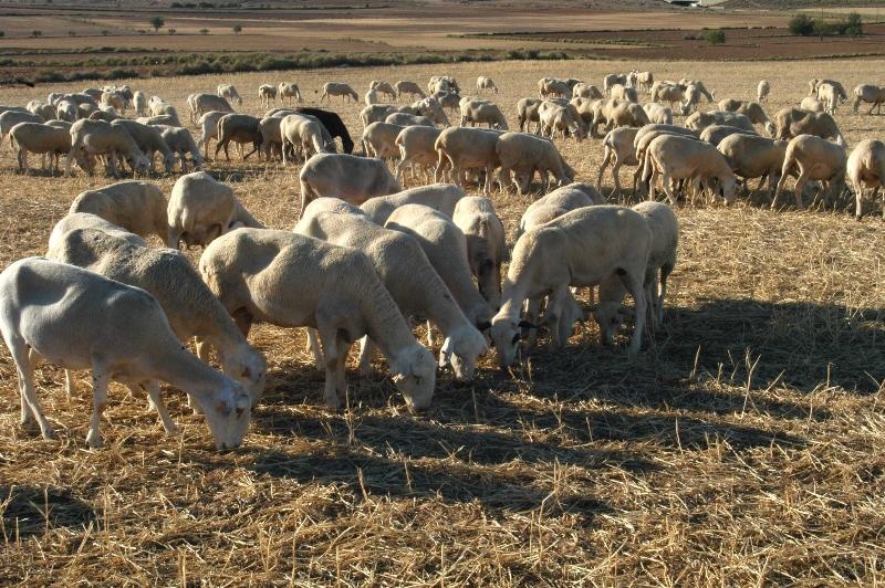 Los 27 vigilarán evolución de virus detectado en ganado bovino y ovino