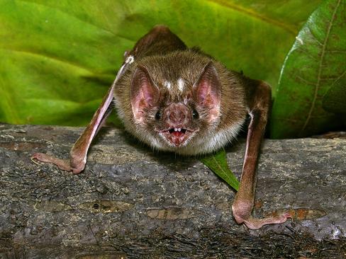 Un hongo acaba con 6,7 millones de murciélagos en América del Norte