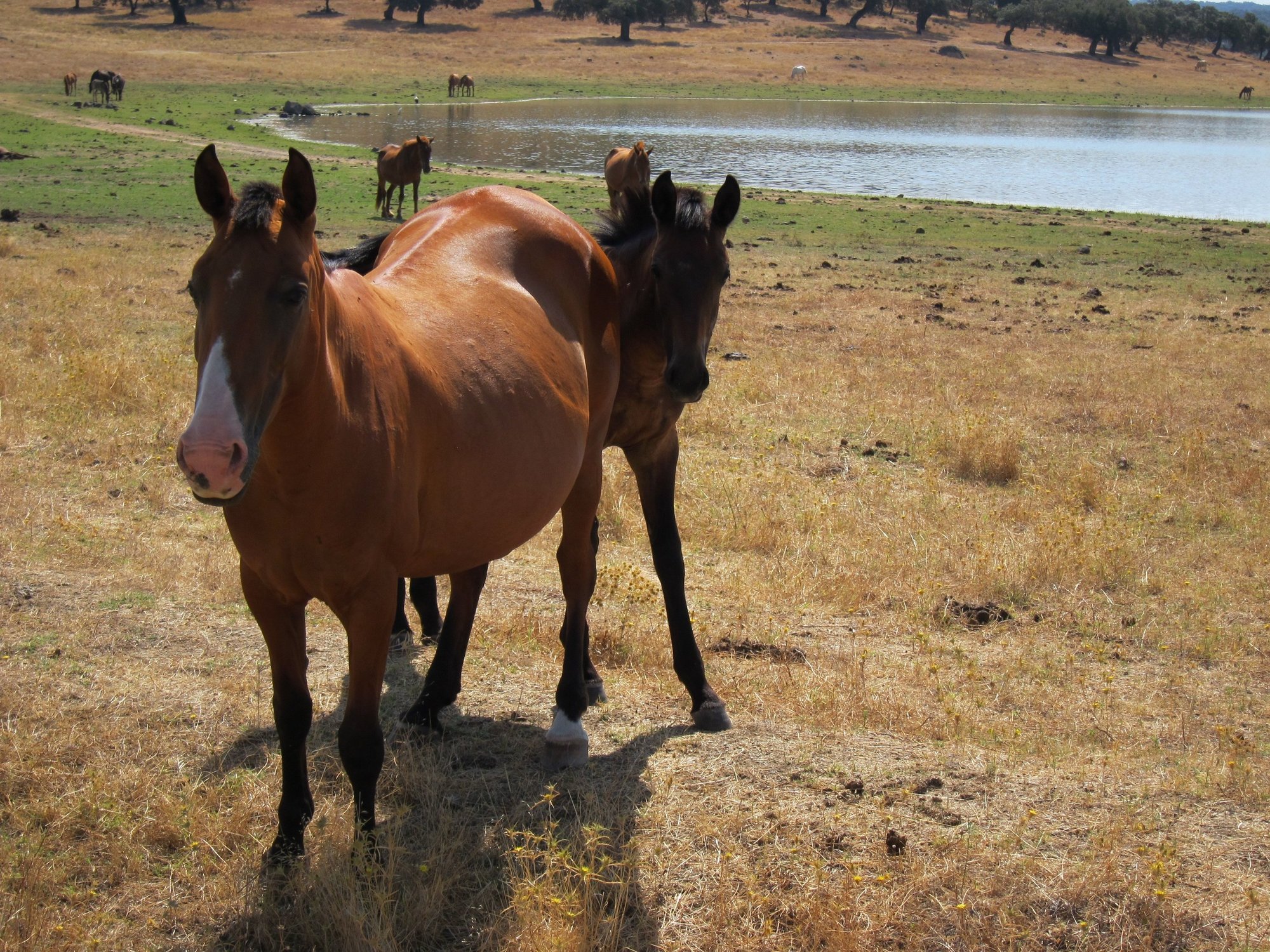 Dermatólogos niegan los milagrosos efectos anticaída del champú para caballos