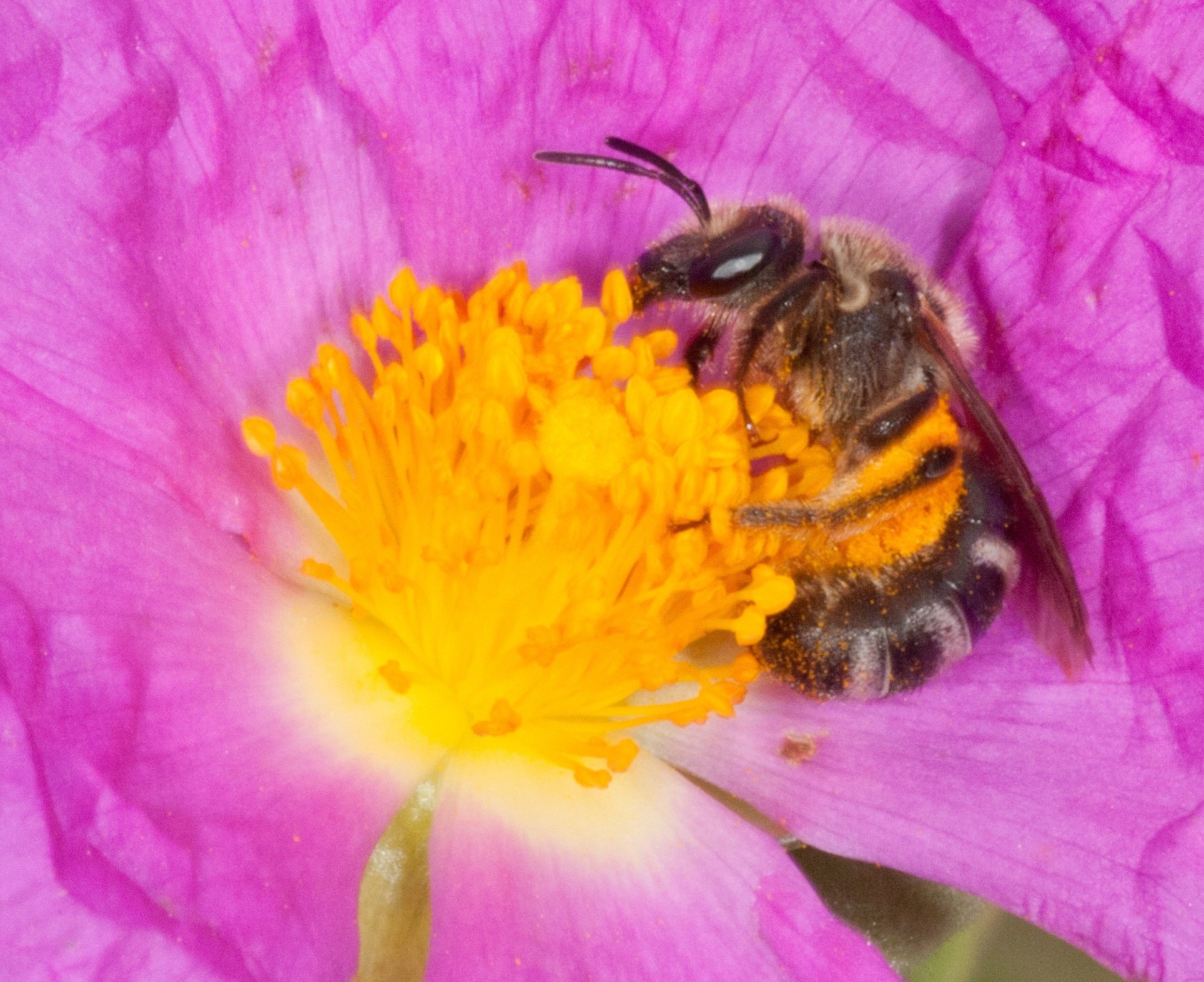 Graban el zumbido de las abejas para controlar su salud