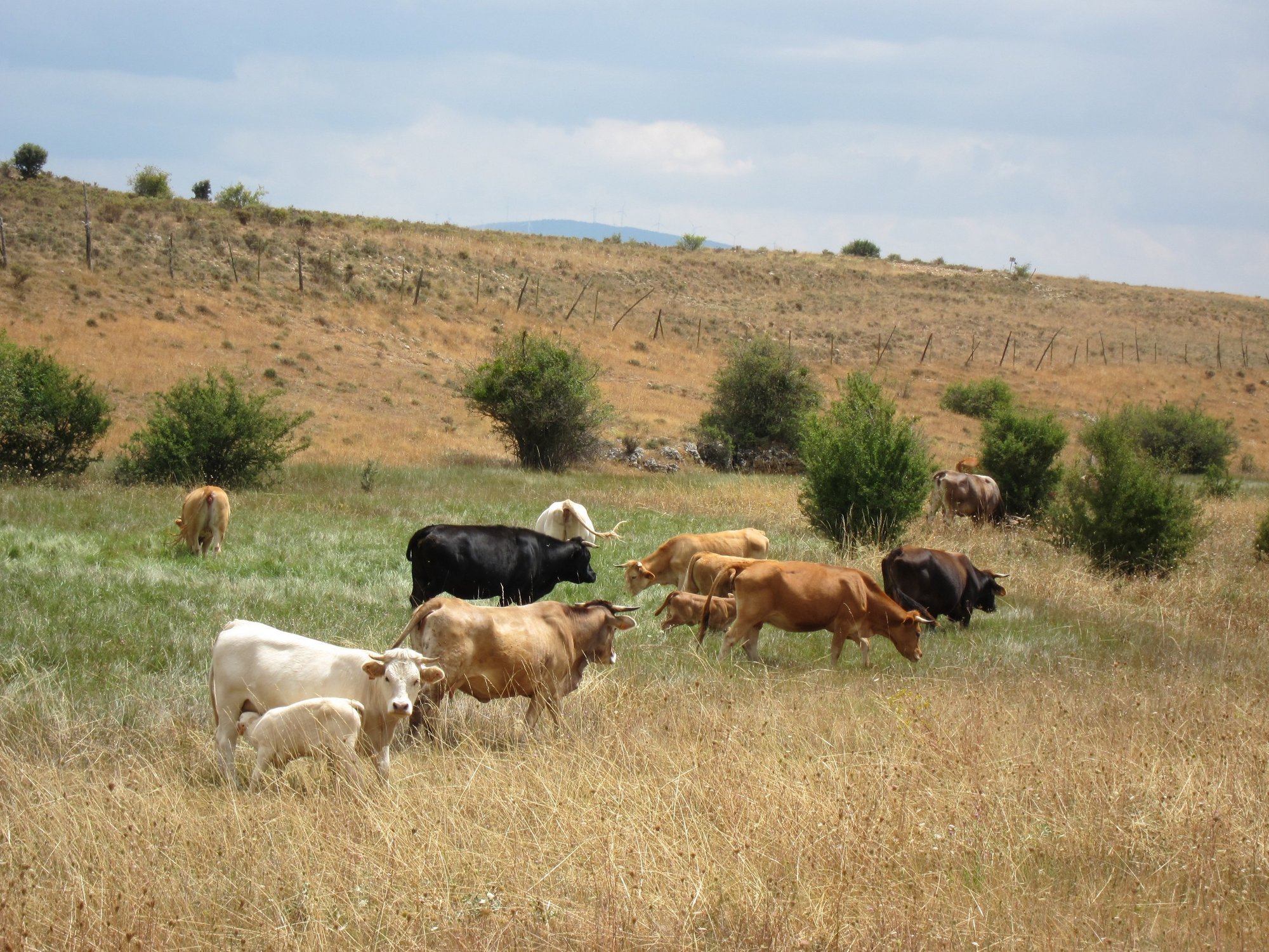 La Diputación de Teruel apuesta por la ganadería para fijar población en el marco de Medstrategy