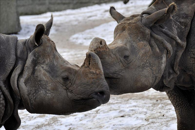 Nace la primera cría de rinoceronte indio en cautividad en España
