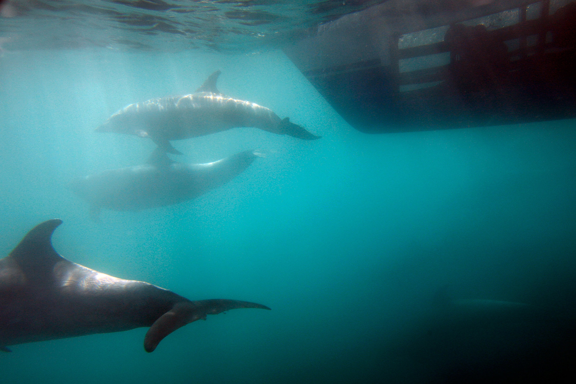 Los delfines se saludan cuando se encuentran en el mar