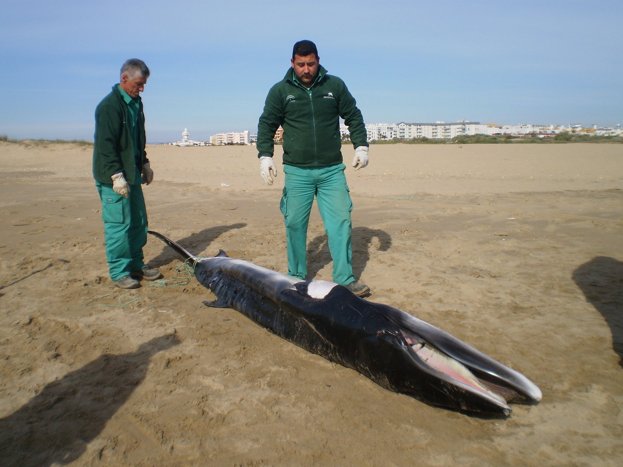 Hallan el cadáver de una cría de ballena en la playa de Punta del Caimán de Isla Cristina (Huelva)