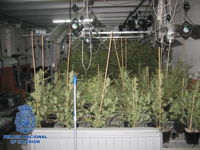 La Policía desmantela en Valencia un «laboratorio invernadero» para el cultivo de marihuana