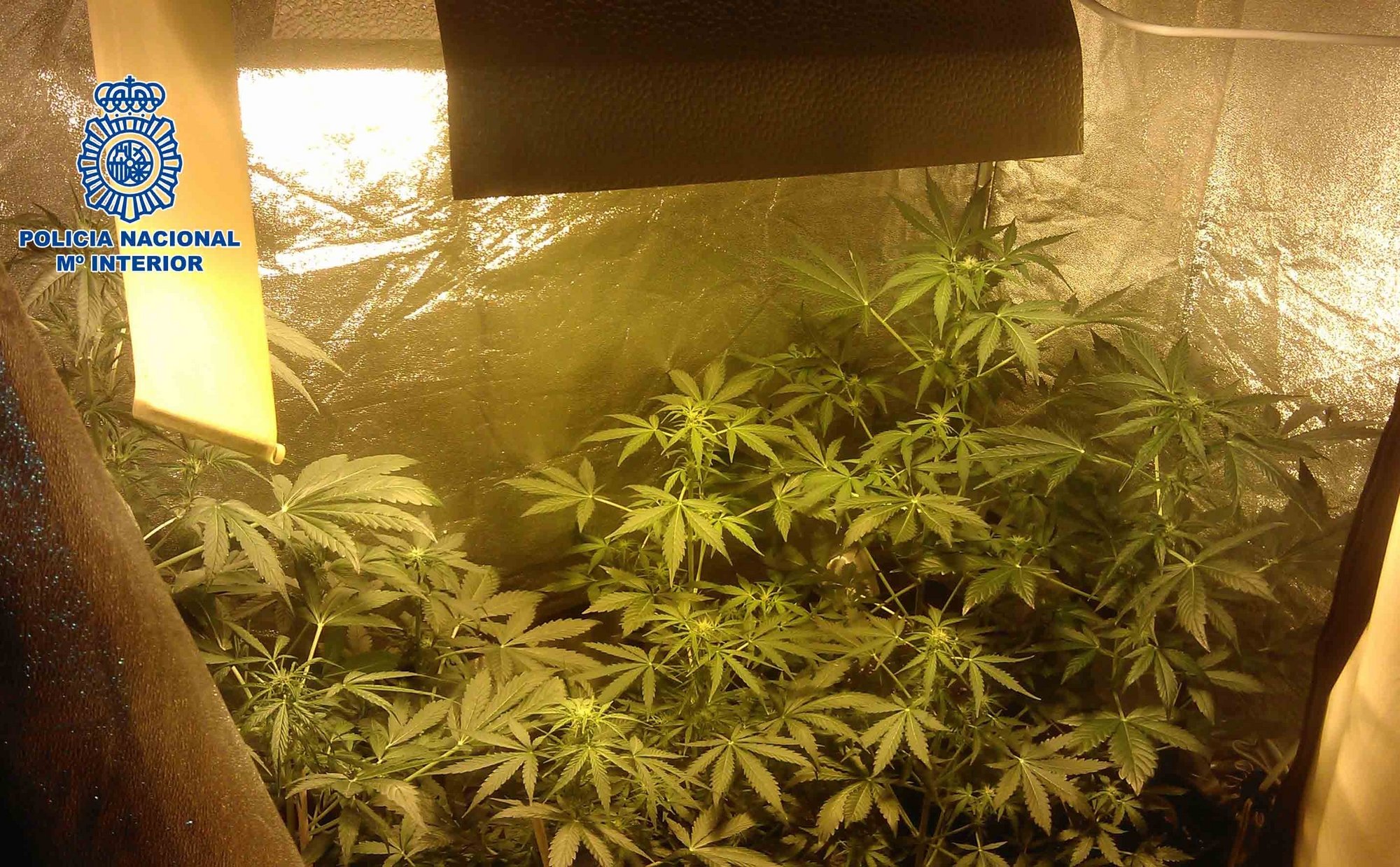 La Policía Nacional detiene a dos jóvenes y desarticula un punto de cultivo de marihuana en Gran Canaria