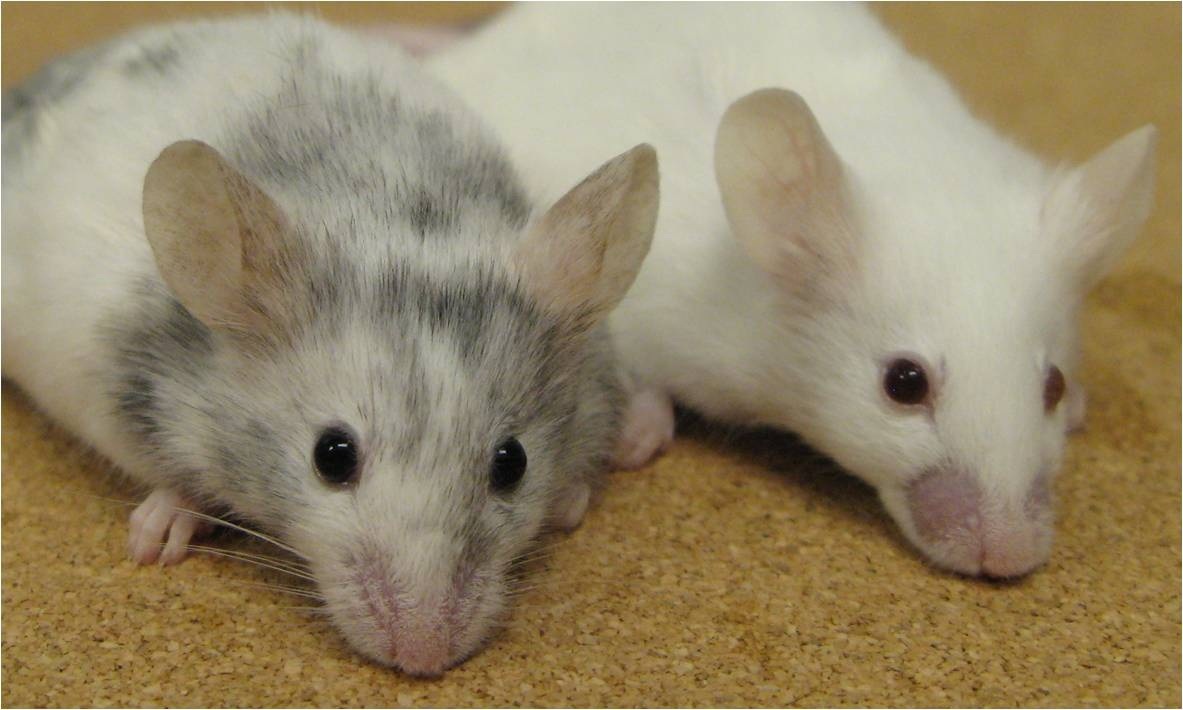El frío altera los experimentos con ratones en laboratorios
