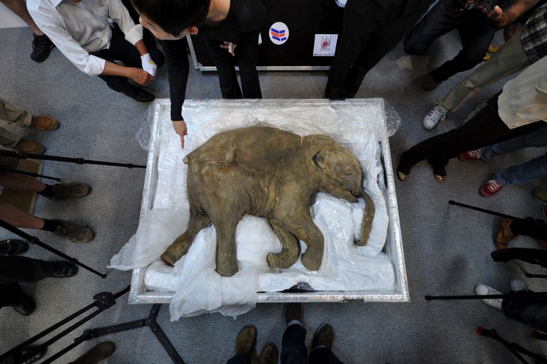 Presentan en China a Lyuba, la bebé mamut mejor conservada tras 42.000 años