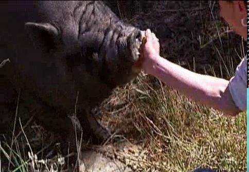Una piara de cerdos vietnamitas vive en libertad en un descampado de Alicante