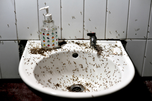 Pekín prohibirá que los baños públicos tengan más de dos moscas