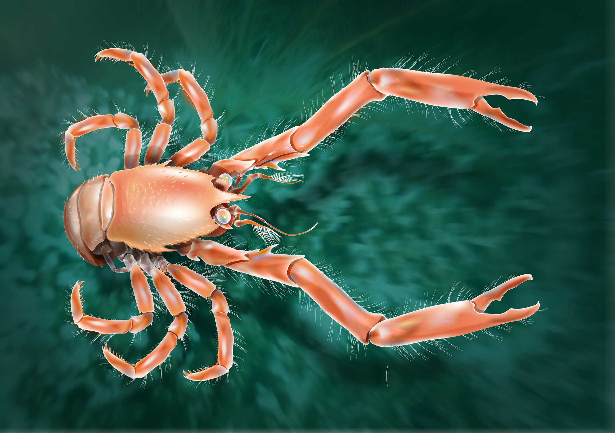 Descubren una nueva especie de cangrejo en el fondo de las aguas marinas gallegas