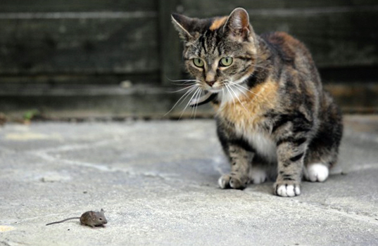 Un hombre se infecta con la Peste Negra al rescatar a un ratón de la boca de un gato