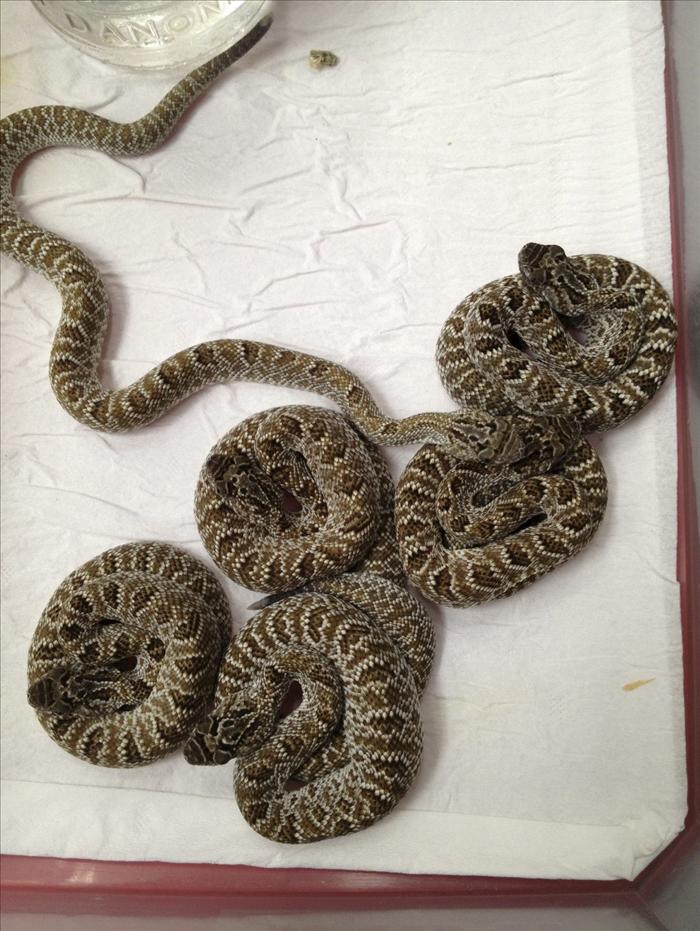 Las 25 serpientes cascabel y cobra recién nacidas en el Zoo de Madrid son igual de peligrosas que los adultos
