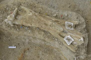 Un grupo de arqueólogos hallan los restos de un elefante prehistórico en Barcelona