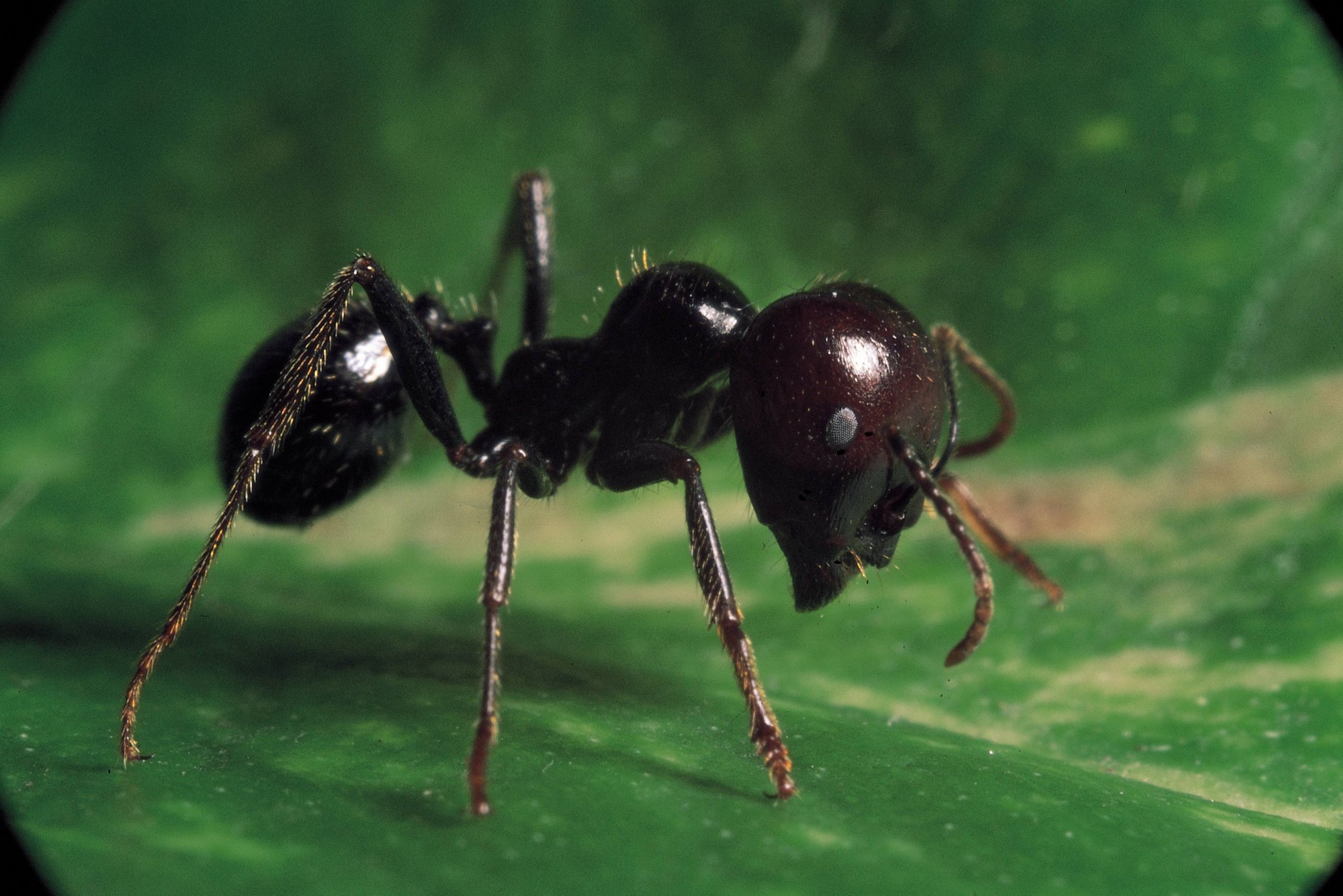 El comportamiento de las hormigas es imitado para las maniobras de los barcos