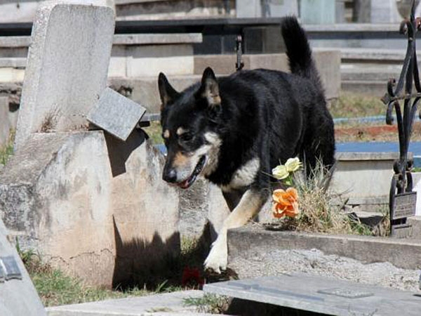 Un perro lleva seis años viviendo en un cementerio junto a su dueño