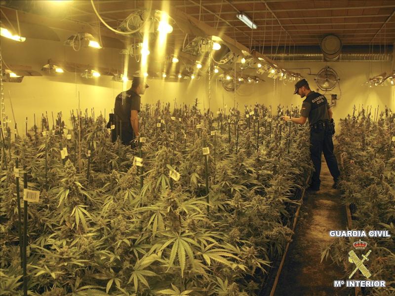La Guardia Civil desmantela la mayor plantación de marihuana descubierta hasta ahora en España