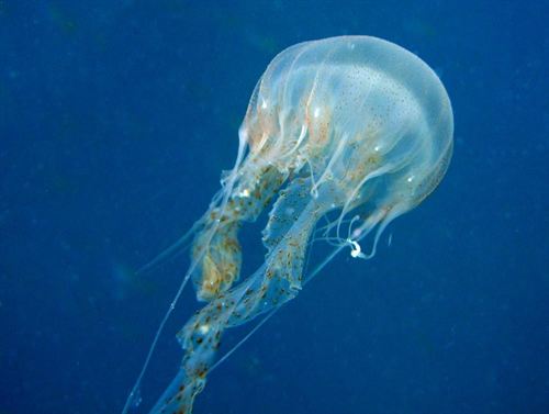 Las medusas inspiran un dispositivo para detectar y capturar células cancerosas, virus y bacterias