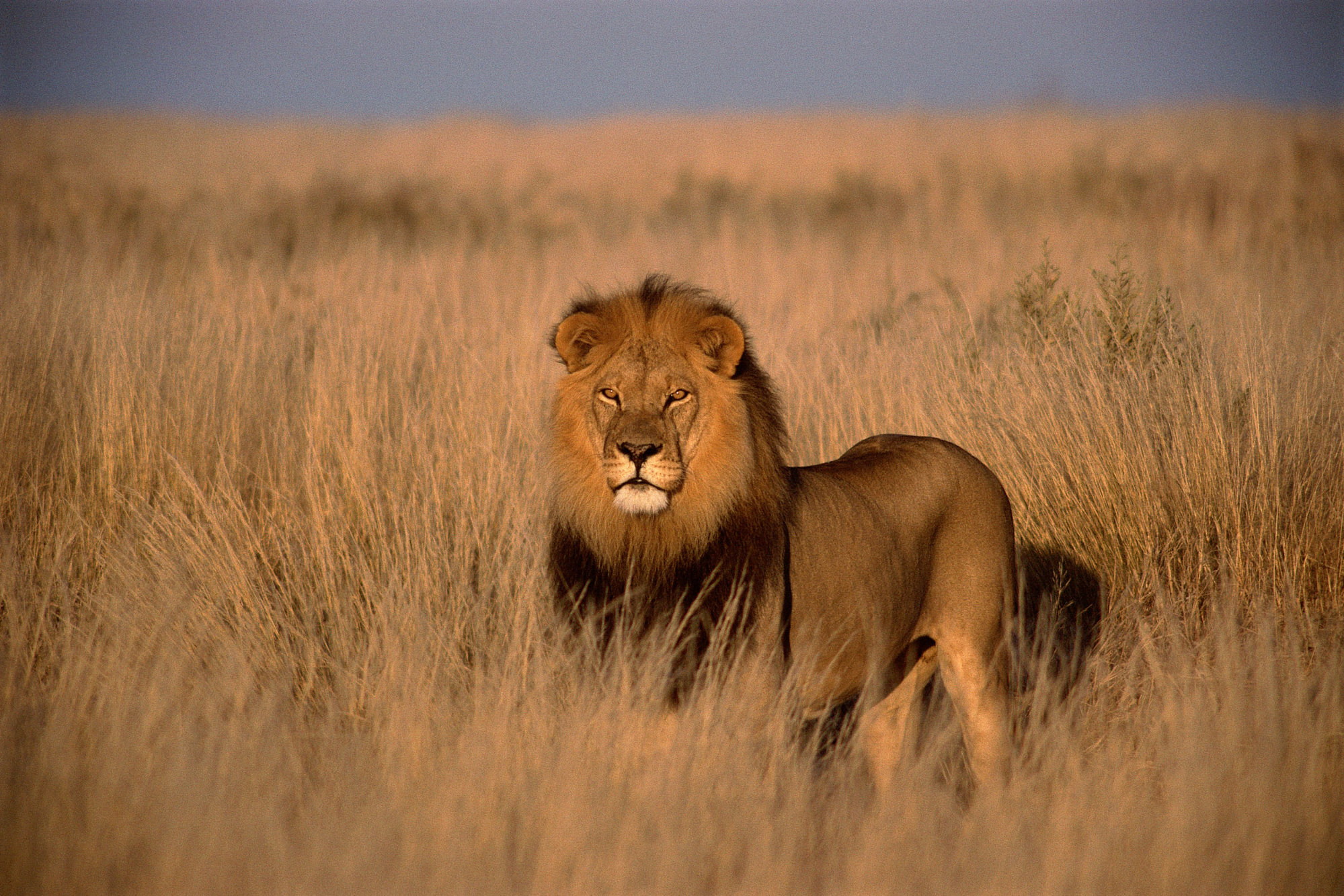 La supervivencia de los leones de la sabana africana está en peligro por el  impacto humano | Teinteresa