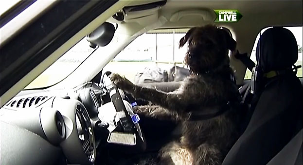 Una protectora de animales de Nueva Zelanda enseña a conducir ¡a tres perros!
