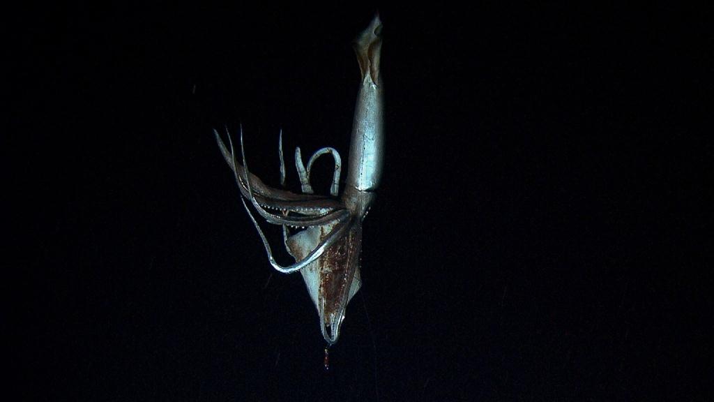 Científicos de Japón y EE.UU. encuentran un calamar gigante a 900 metros de profundidad