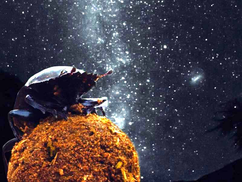 Los escarabajos peloteros se guían por la Vía Láctea para orientarse por la noche