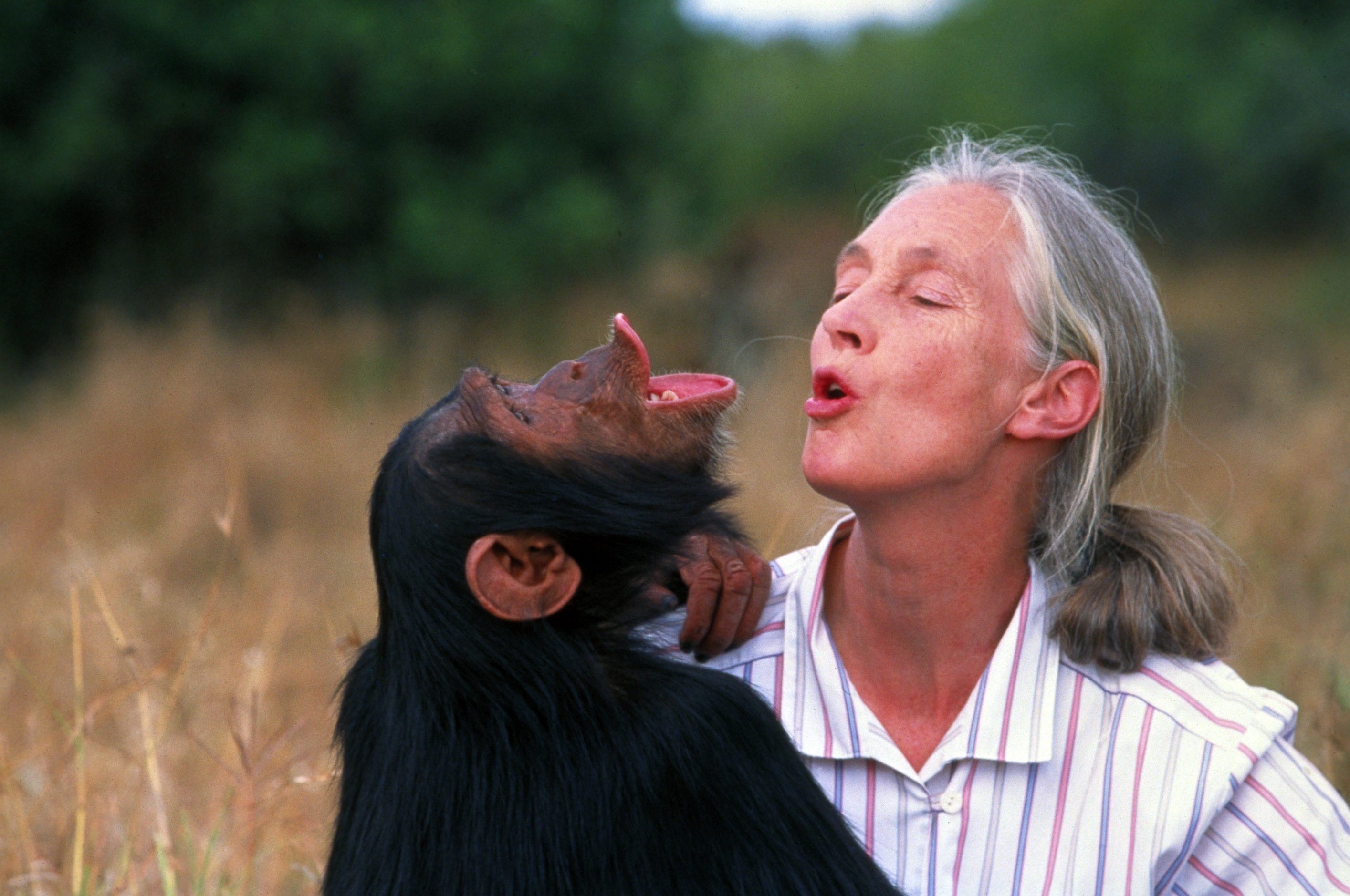 Jane Goodall visitará el MEH y los yacimientos de Atapuerca (Burgos) durante los días 16 y 17 de febrero