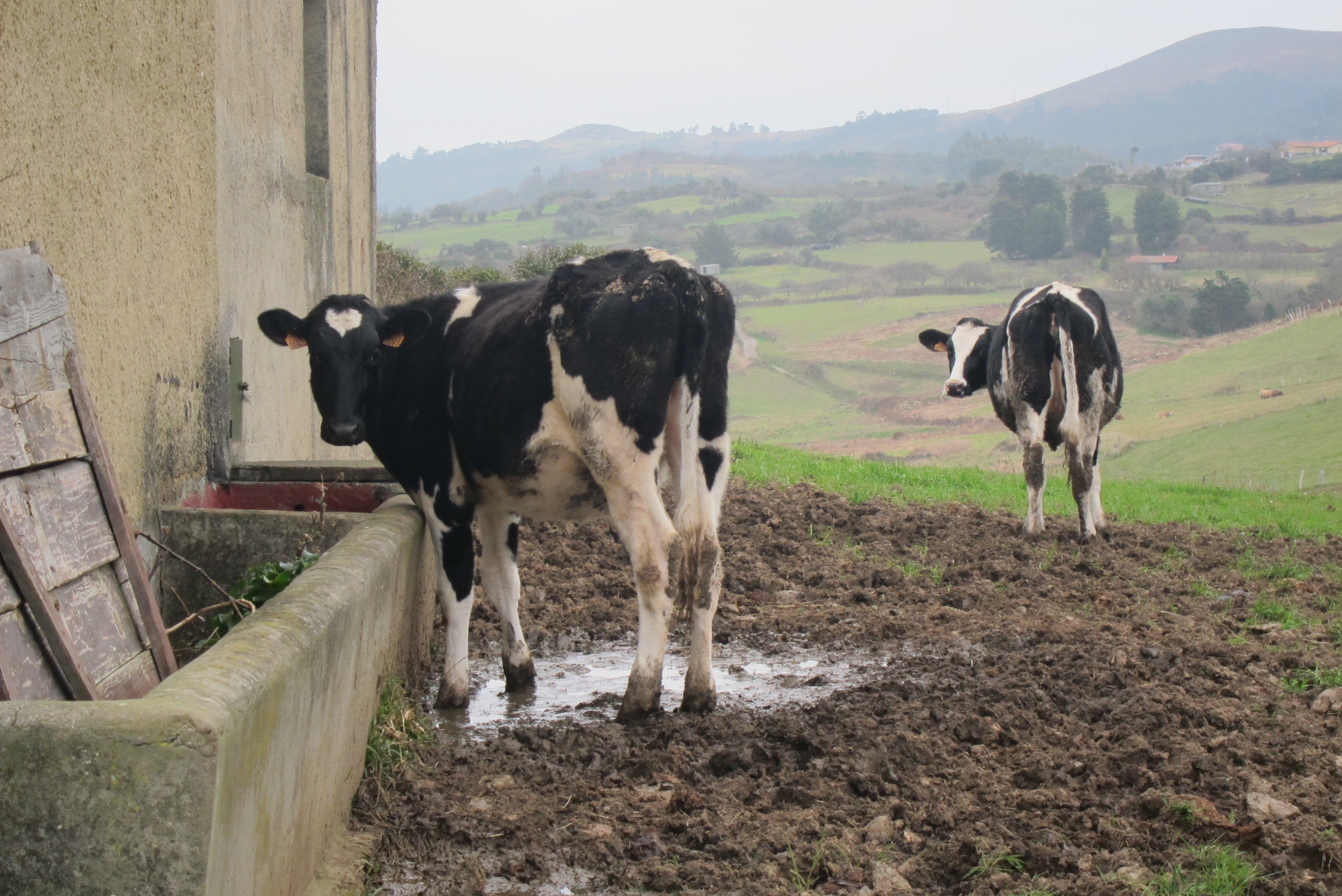Medio Rural hará llegar casi 200 millones de euros a los sectores agrícola y ganadero de Galicia en 2013