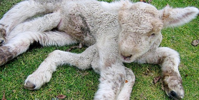 Nace en Kazajistán un cordero con ocho patas y su dueño culpa a una planta química