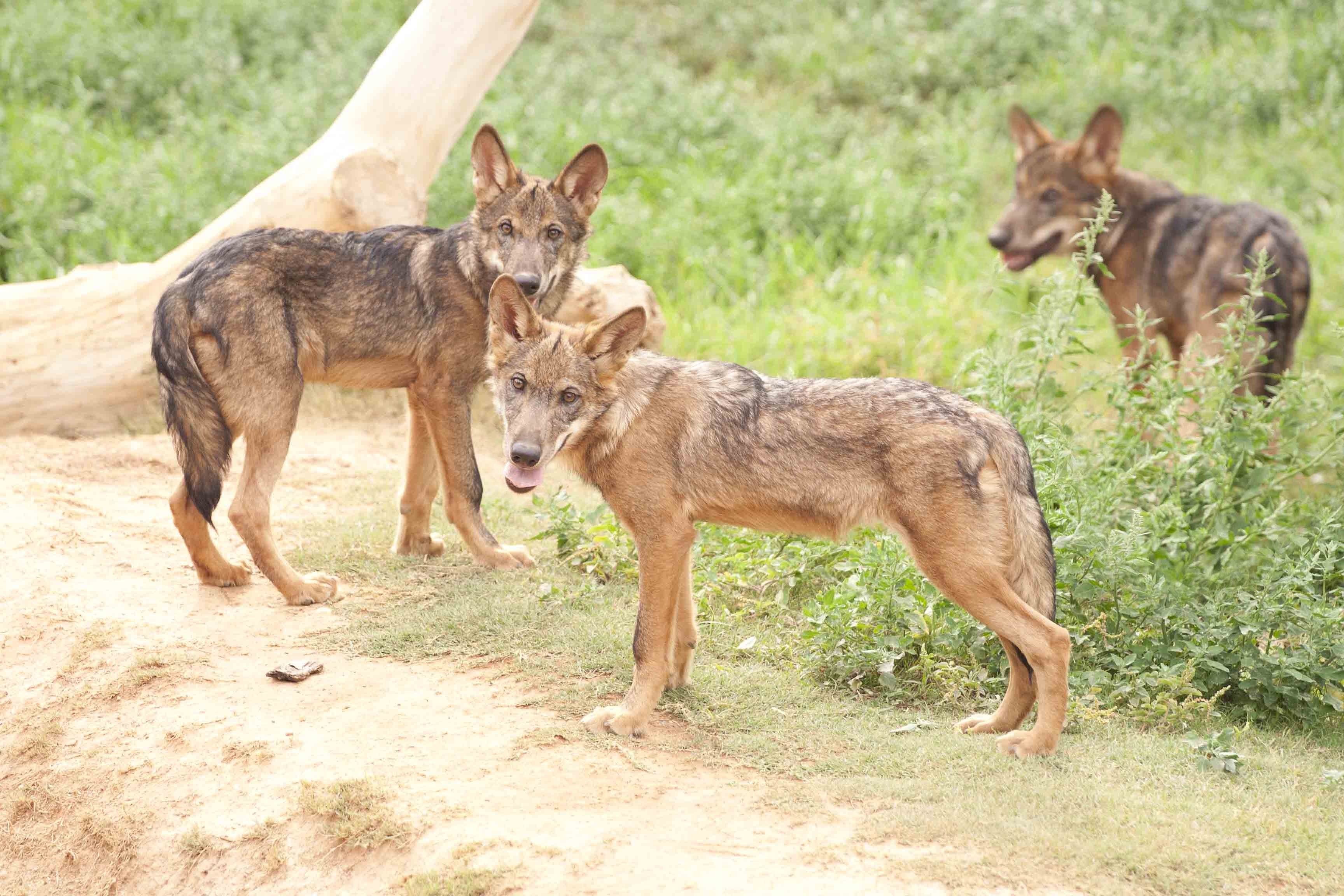 Terra Natura Murcia es uno de los pocos zoológicos españoles en tener una manada completa de lobos ibéricos